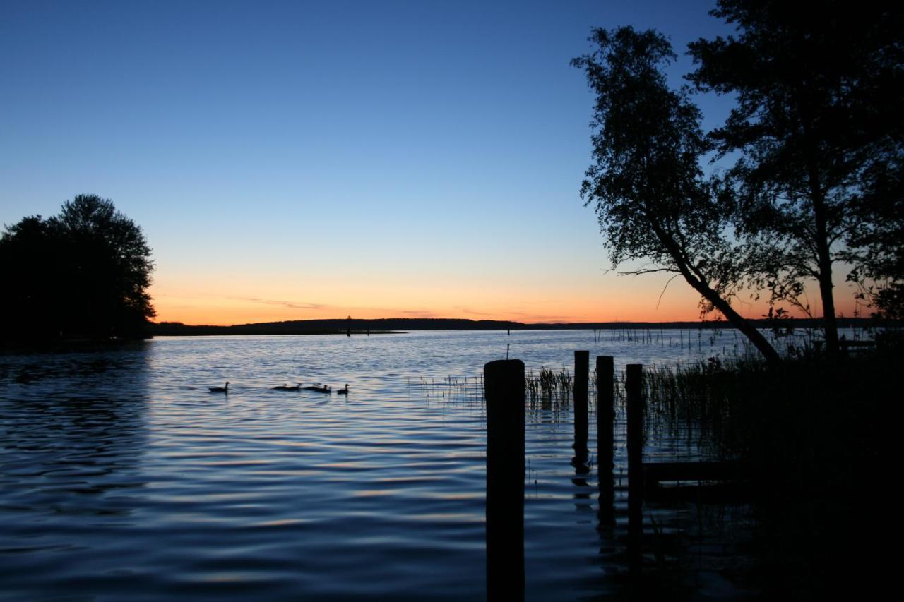 Seeschwalbe Plau Plau am See