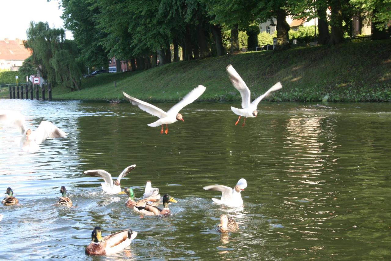 Seeschwalbe Plau